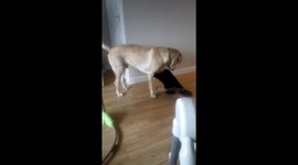 Cat V Dog Friendly Standoff