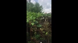 Bangladeshi Vegetables Growing In The Garden UK