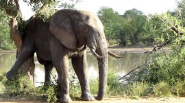 Big elephant lifts hind leg to relieve an itchy behind