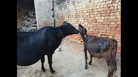 Mother Cow and baby calf licking each other lovingly