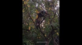 Cat falls out of tree