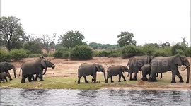 Elephants in Chobe National park