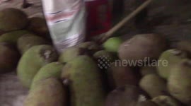 Jack fruit / Bangladesh / Kattal BUYING VLOG