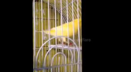 The birds of love singing in the cage and dancing