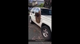 Swarm of bees attach to car in Auckland, NZ