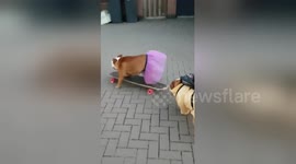 Daughter and daddy dogs go skateboarding in their playclothes