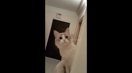 My another cute cat.