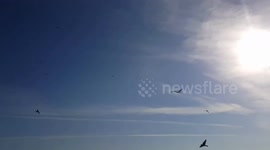 Flying, moving birds.