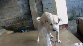 Dog Twerking