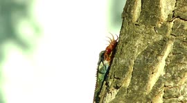 Chameleon eating giant centipede