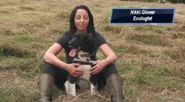 A utility company has become the first in the UK to use a sniffer dog to save a protected species of NEWT