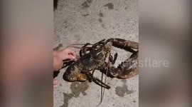 Man finds massive ancient lobster with a huge claw bigger than his own foot