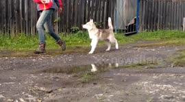 Siberian Husky