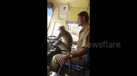 'Friendly' monkey helps bus driver steer in India