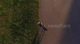 Dog Attacks Drone 3