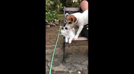 Funny Cat and Dog video slow motion