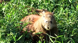 Capybaras near the Rio Sorocaba, Brazil