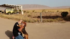 Basset Hound 'The Droop' ecstatic to see his owner after five weeks away