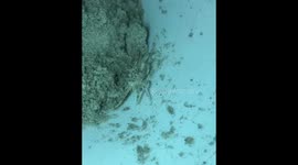 Ghost Crab Scares Woman