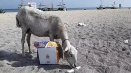 goats on the island of Gili Ketapang, Probolinggo Regency, eat paper