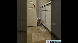 Dogs version of Baby Shark