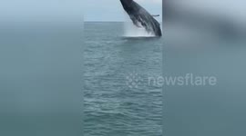 Moment tourists soaked as Humpback Whale performs stunning breach