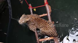 Leopard rescued from drowning in deep well in India