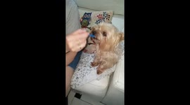 Dog eating like a baby