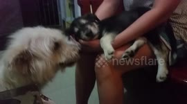 sleeping dog