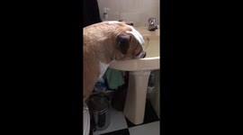 Bulldog drinks from sink