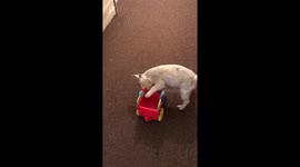 Frenchie playing with toy train