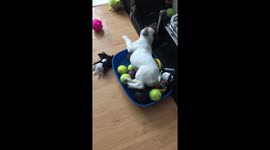 Dog in toy box