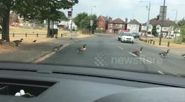 Geese cross road