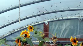 Bees Swarm Greenhouse