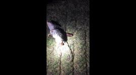 Gruesome discovery of parasitic grubs crawling out of mouse carcass