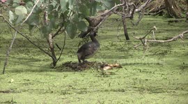 A tiny, cute Australasian Grebe diving for nest material and building its nest