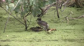A little Australasian Grebe arranging its nest