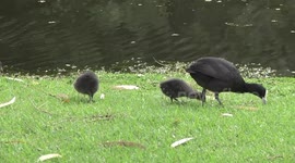 Cute, fluffy Coot chicks feeding on the lawn with their parent bird