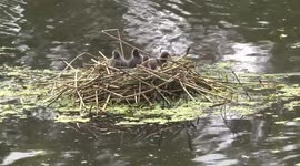 Fluffy little Coot chicks in their floating nest, preening