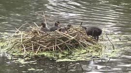 Fluffy Coot chicks on their nest, one being fed
