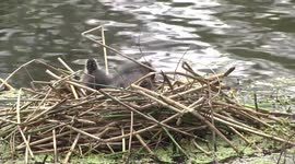 Cute, fluffy Coot chicks preening on their nest - close view