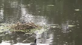 Fluffy, black Coot chicks on their floating nest, being fed - long view