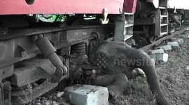 Sri Lankan train derails after colliding with wild elephants