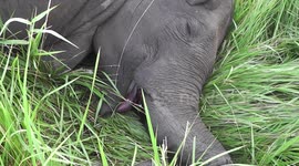 Three elephants killed when train collides with herd in srilanka
