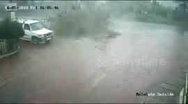 Two men survive after tree falls on their car