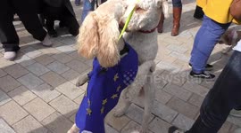 Wooferendum March, London, UK