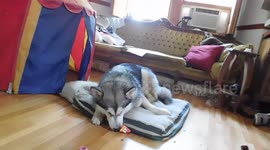 Alaskan Malamute Sojou Howling with her Squeaky Toy