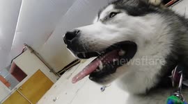 Alaskan Malamute Sojou Zamboni XL Bone Treat