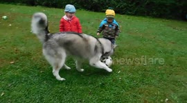 Alaskan malamute Sojou plays Soccer Football with the children