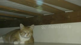 Cat caught on camera hiding under the bed, what he does next surprises everyone.